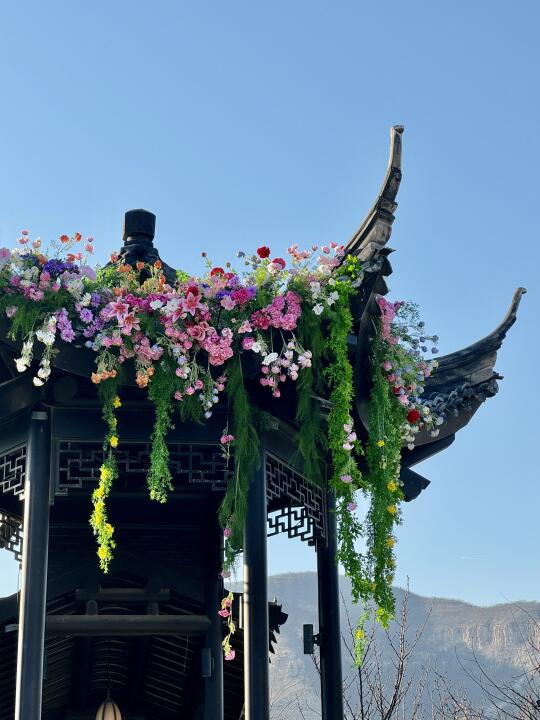 石家庄｜花已经开到家门口了🌸还不出来玩吗