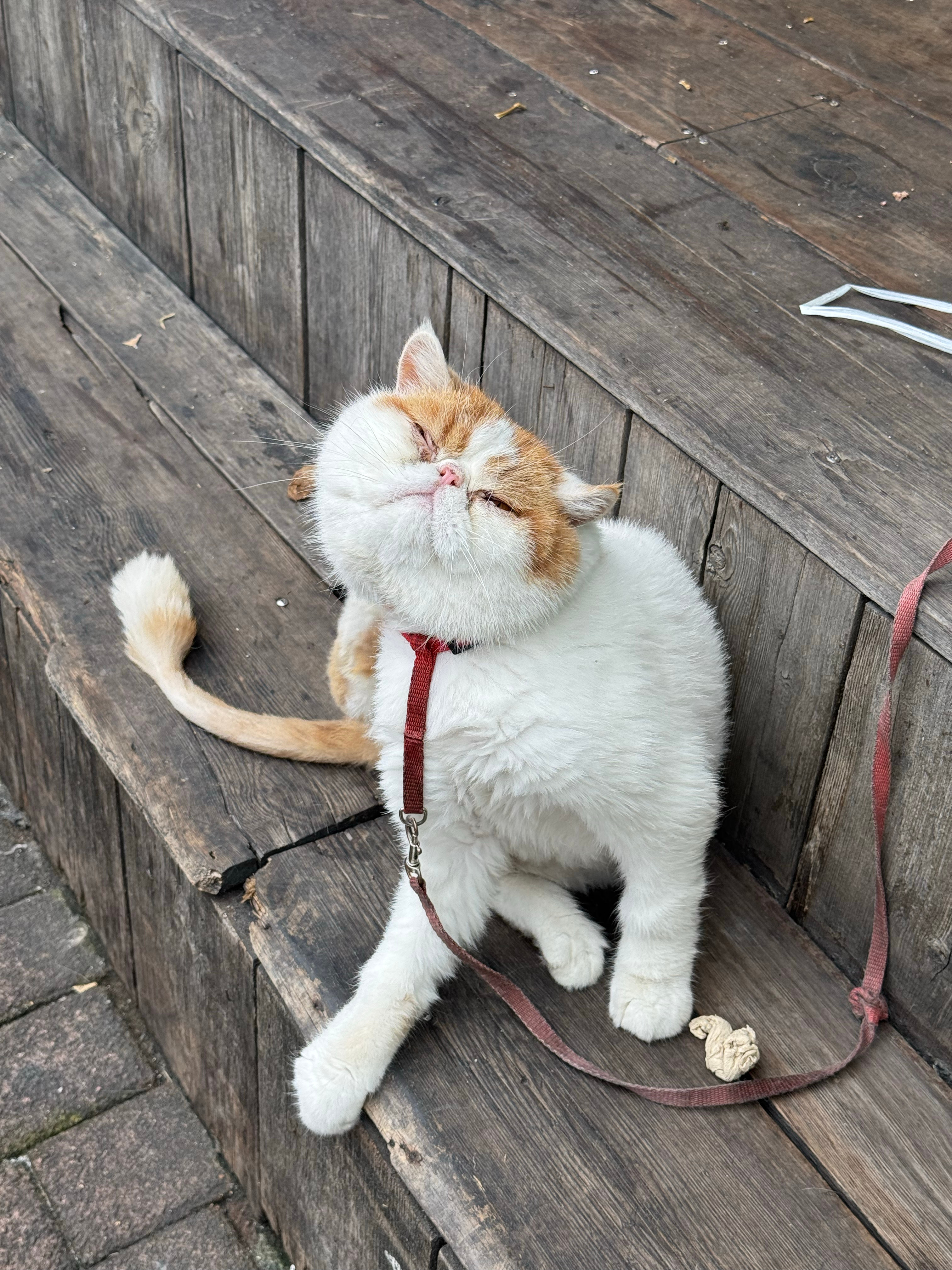 艺起爱信箱 请你看挠头小猫🐈