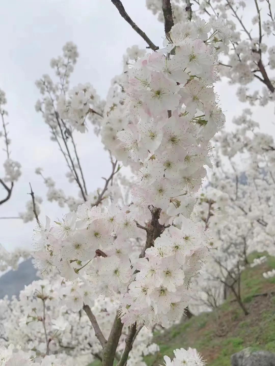 樱花盛开，春意盎然。#随拍春日花朵# #春暧花开的风景# #踏春赏樱桃花开#