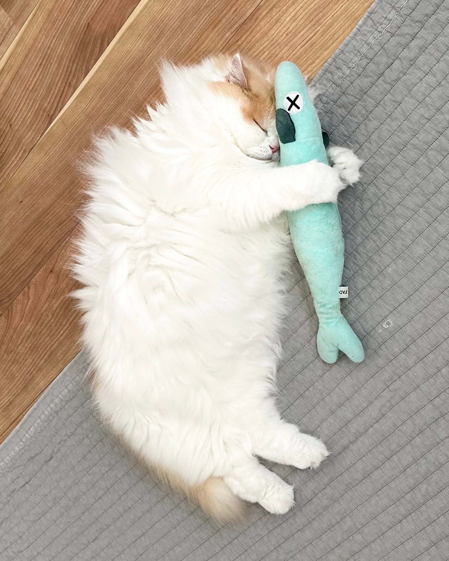 猫猫特别喜欢这个鱼干阿贝贝~但是之前一觉醒来经常不知道被自己扔到哪里去了~于是这