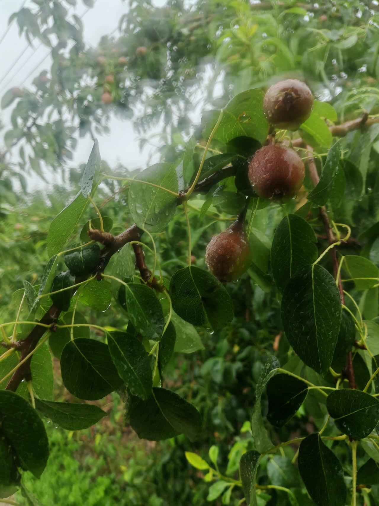 分享一下你随手拍下的照片雨珠挂在油亮的绿叶与青涩的梨果上，空气里满是湿润的清甜。