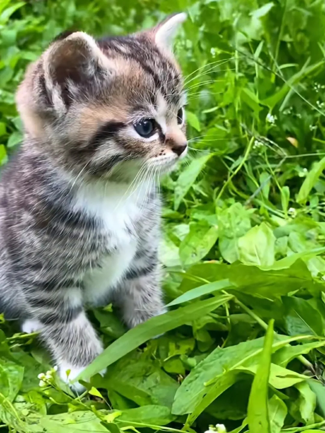从草🌿丛里走出一只小奶猫好可爱，上去摸摸，真的给摸还抓住手，真的太好玩了，你们