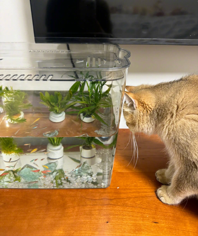 小猫有属于自己的电视机 ​​​