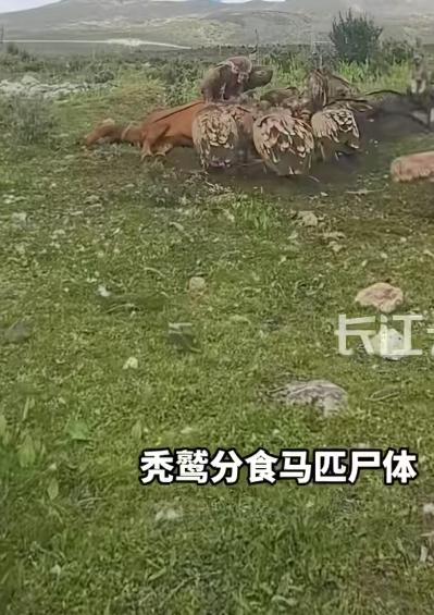 高原草原地带，草地上躺着一匹自然死亡的马匹尸体，十几只秃鹫围聚在尸体周边，低头啄