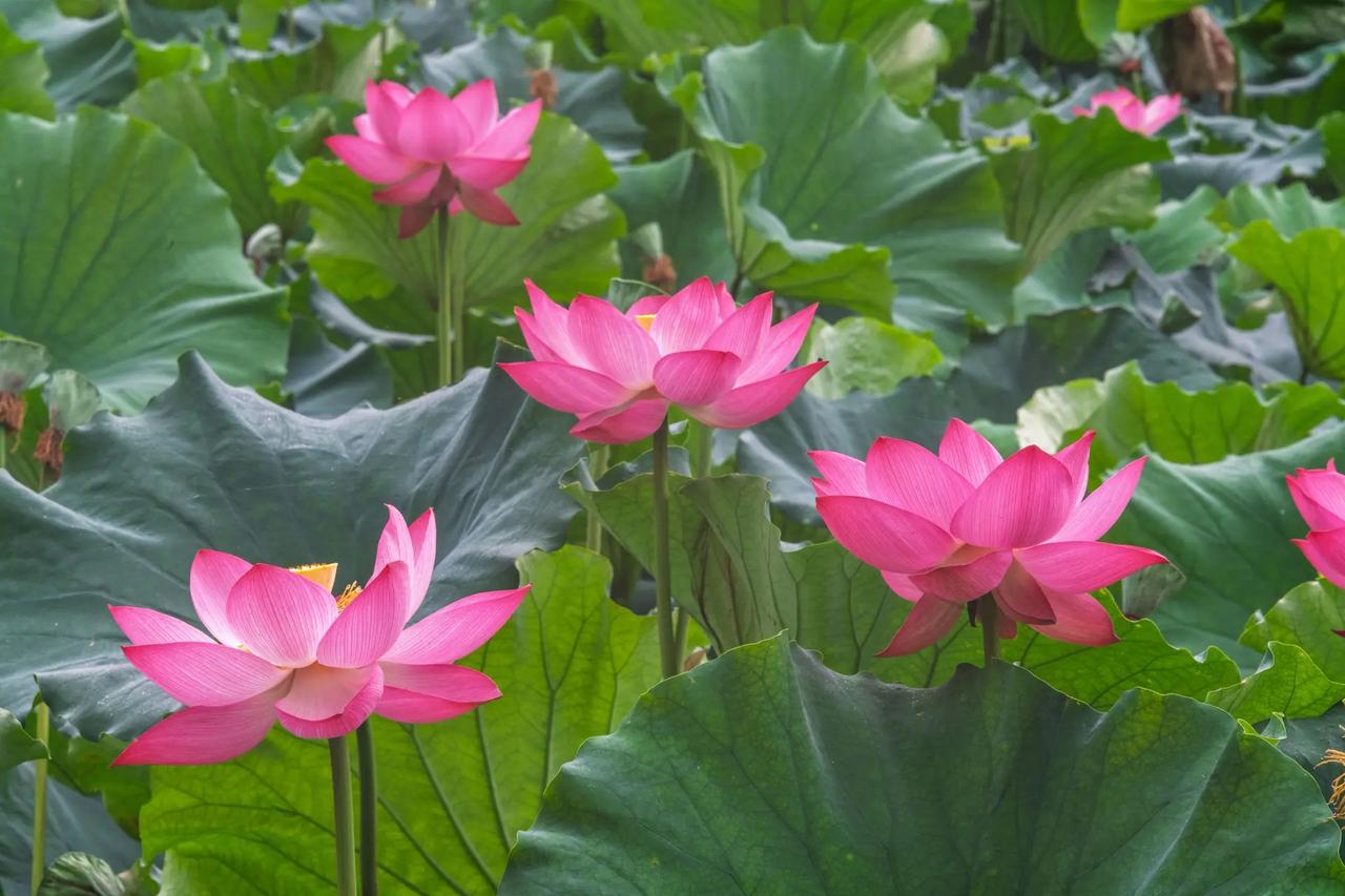 南京玄武湖。南京玄武湖夏有荷花满池塘 夏日荷花别样红 正是赏荷好时节 夏日赏荷