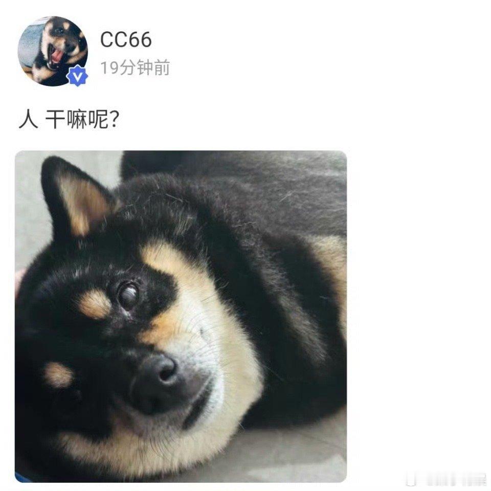 马嘉祺发柴六斤马嘉祺高会更新柴六斤马嘉祺高会更新柴六斤，可可爱爱，[爱你][爱你