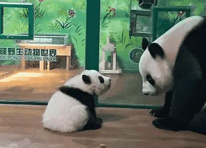 妹猪真的成了家和在这个世界上的唯一血脉，而菊萌萌也成了单亲妈妈，想到此我的心再一