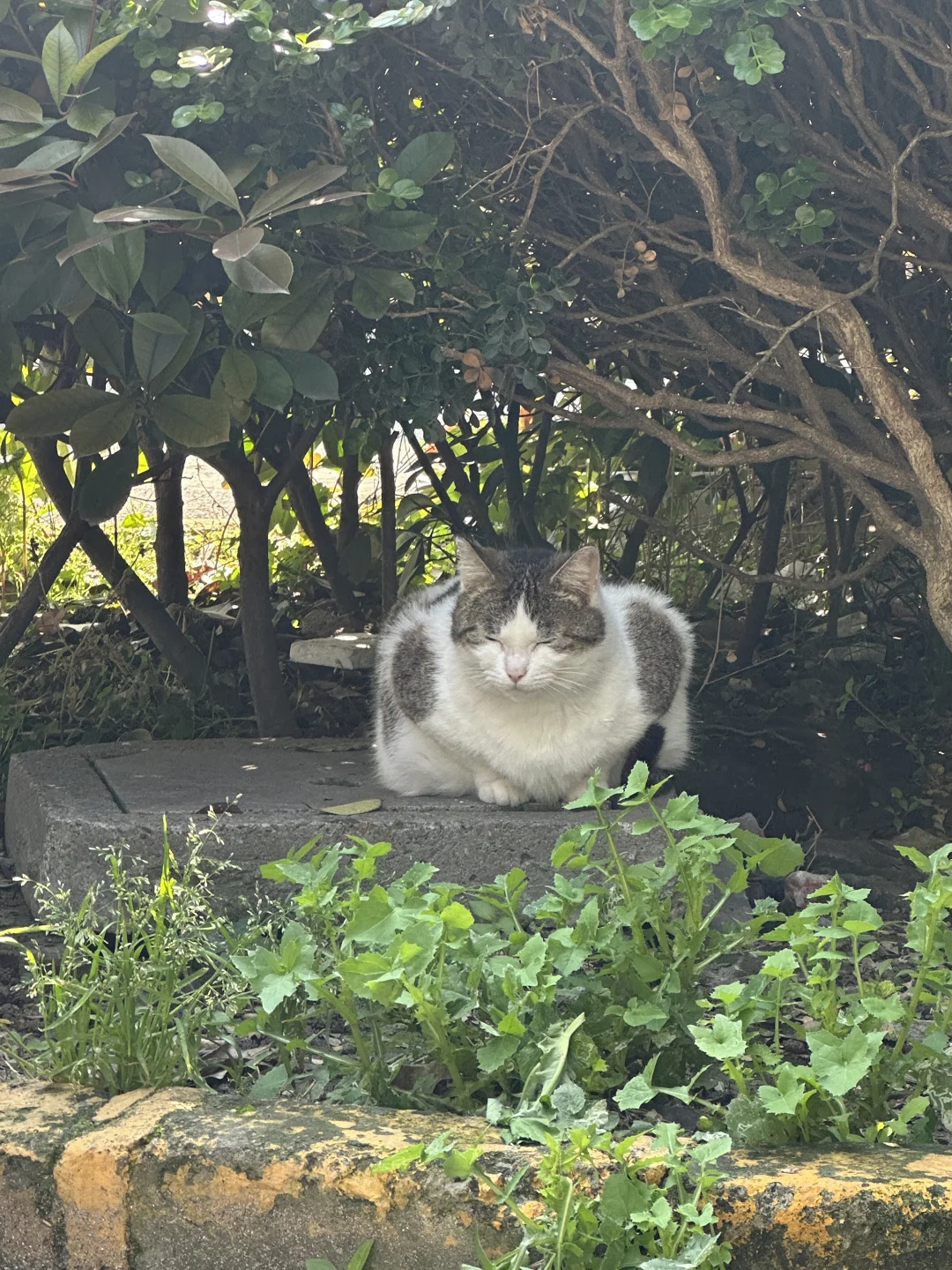猫猫🚗
