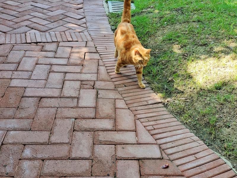 钱真是个奇妙的东西，它让我明白了不少道理。
它让我懂得自立更生的重要。以前总想依