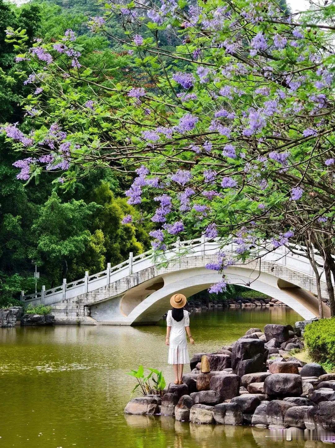 题图～七绝
小溪缓缓过桥头，
紫紫娇花旭日柔。
在水一方佳丽伫，
几多美景画中留
