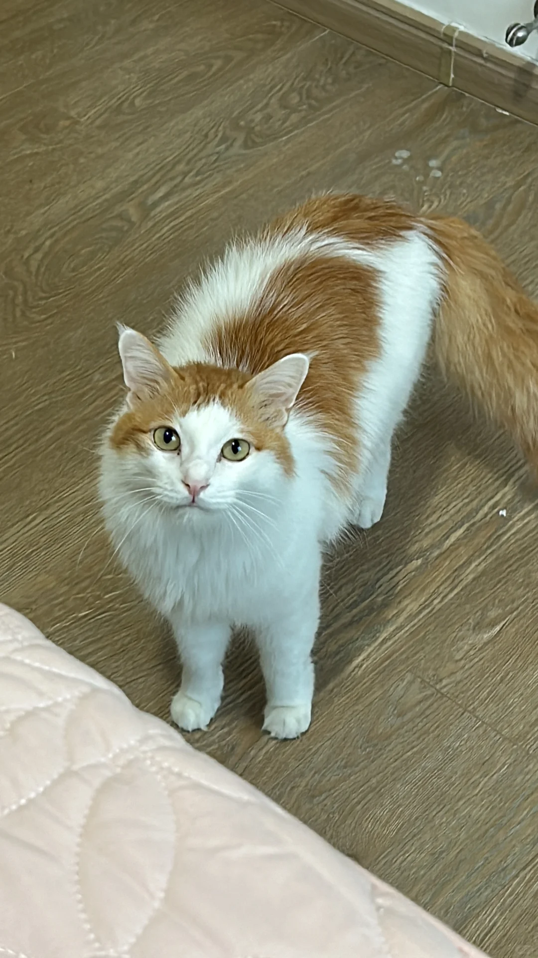 大家的橘猫都是什么颜色？