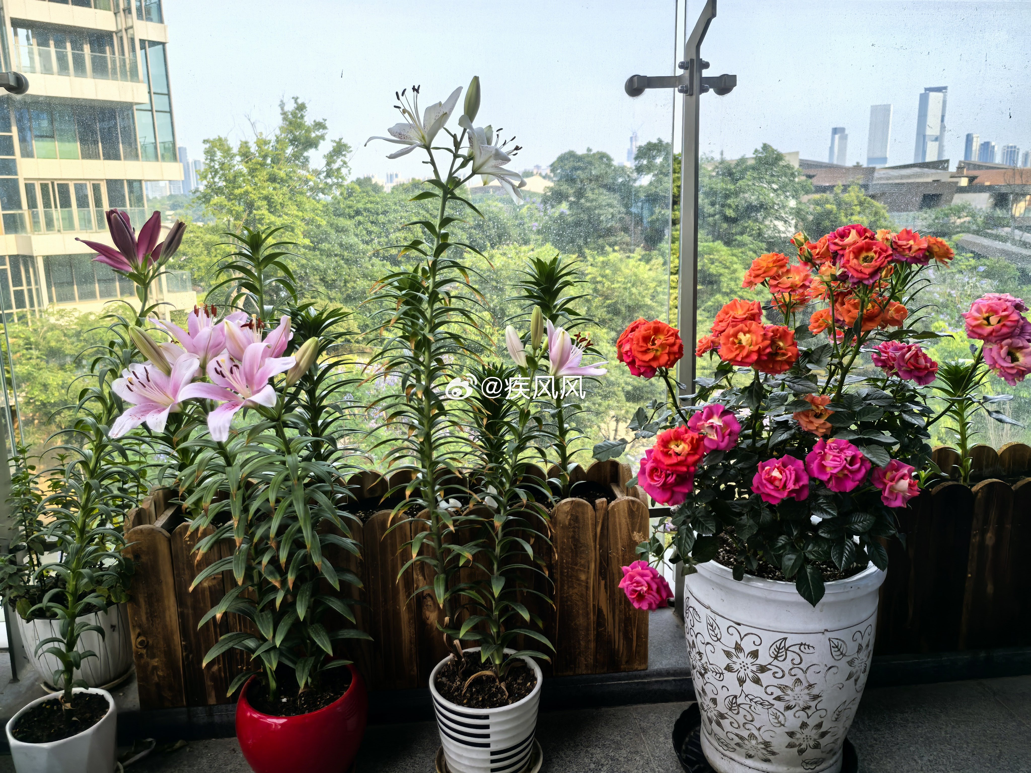 这个夏天，基本实现了百合花和黄角兰的自由...摘不完，根本摘不完...