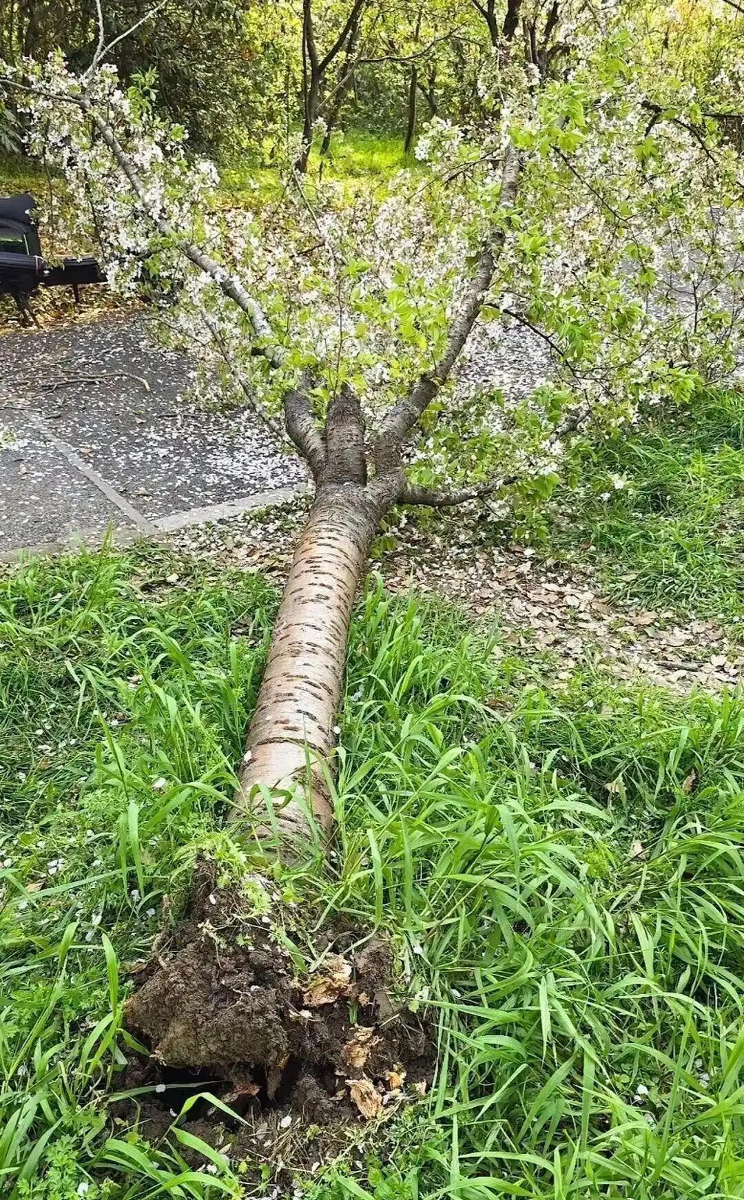 理解不了这种行为。
 
为了一张照片，爬上20年的樱花树，把树直接压塌、连根拔起