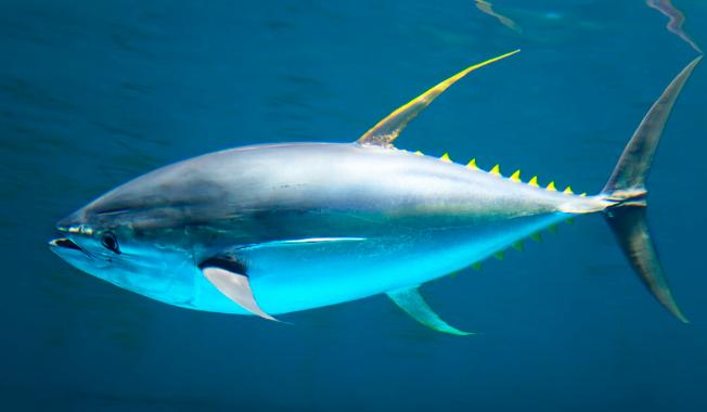 金枪鱼的一生都在不停游动，因为一旦停下，就等于亲手终结了自己的生命！

在那片深