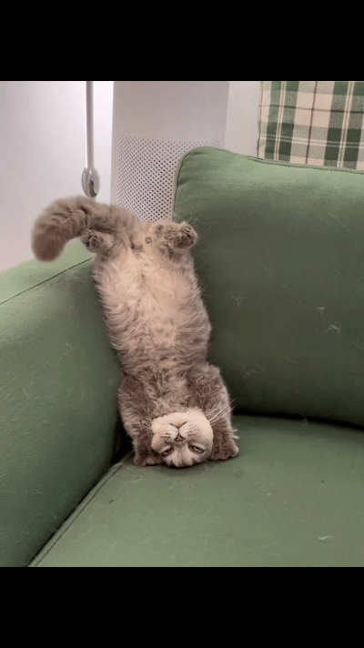 哈哈哈，这猫咪太可爱了，笑死了。居然还会倒立！是不是小猫咪想把脑袋里的水都控出来