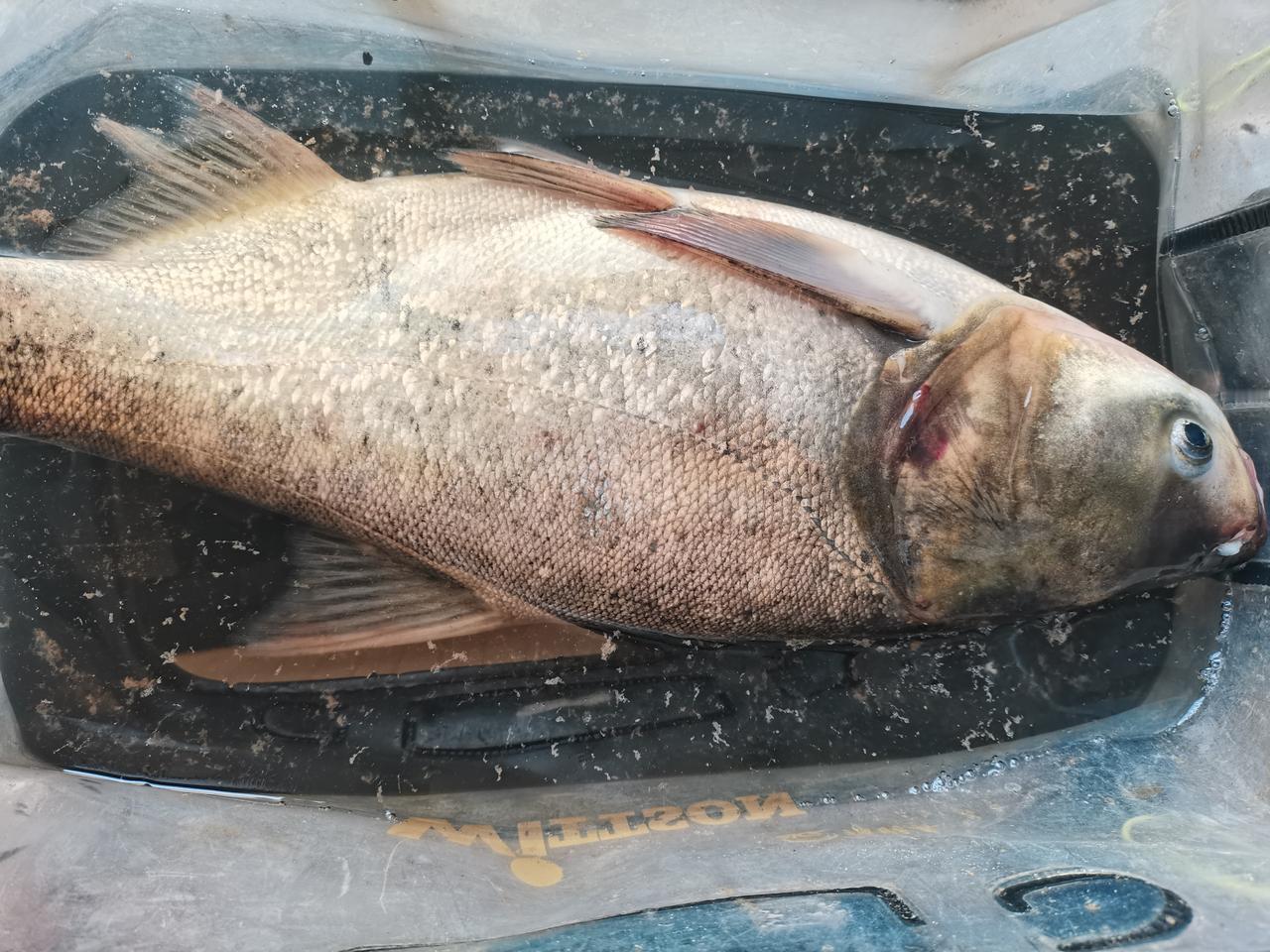 周六的鱼今天总算钓回来了，周六下午到西枝江边上刚刚开始搬钓鱼的工具，我打电话给小