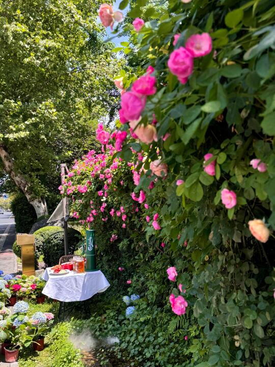 记住成都这里！开爆了的蔷薇花墙💐美哭😭