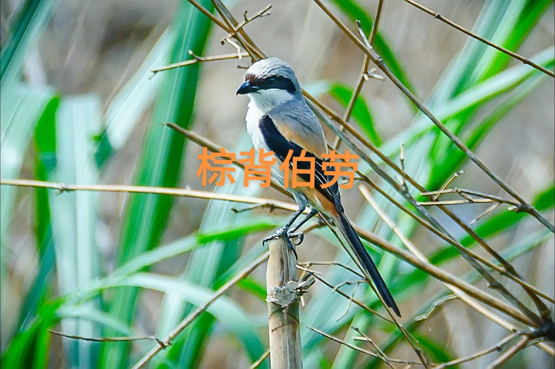 长焦观鸟---棕背伯劳。棕背伯劳，号称“屠夫鸟”，常栖息于开阔的平原与...