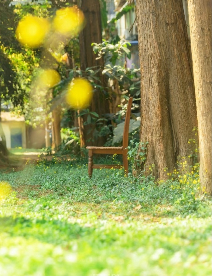 你会慢慢地，好起来，在春天长出新的叶子。—— 林婉瑜 