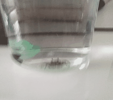 有时候很羡慕放在瓶子里的小螃蟹，爬来爬去，乐此不疲。

人生来吃苦，所以才有了吃