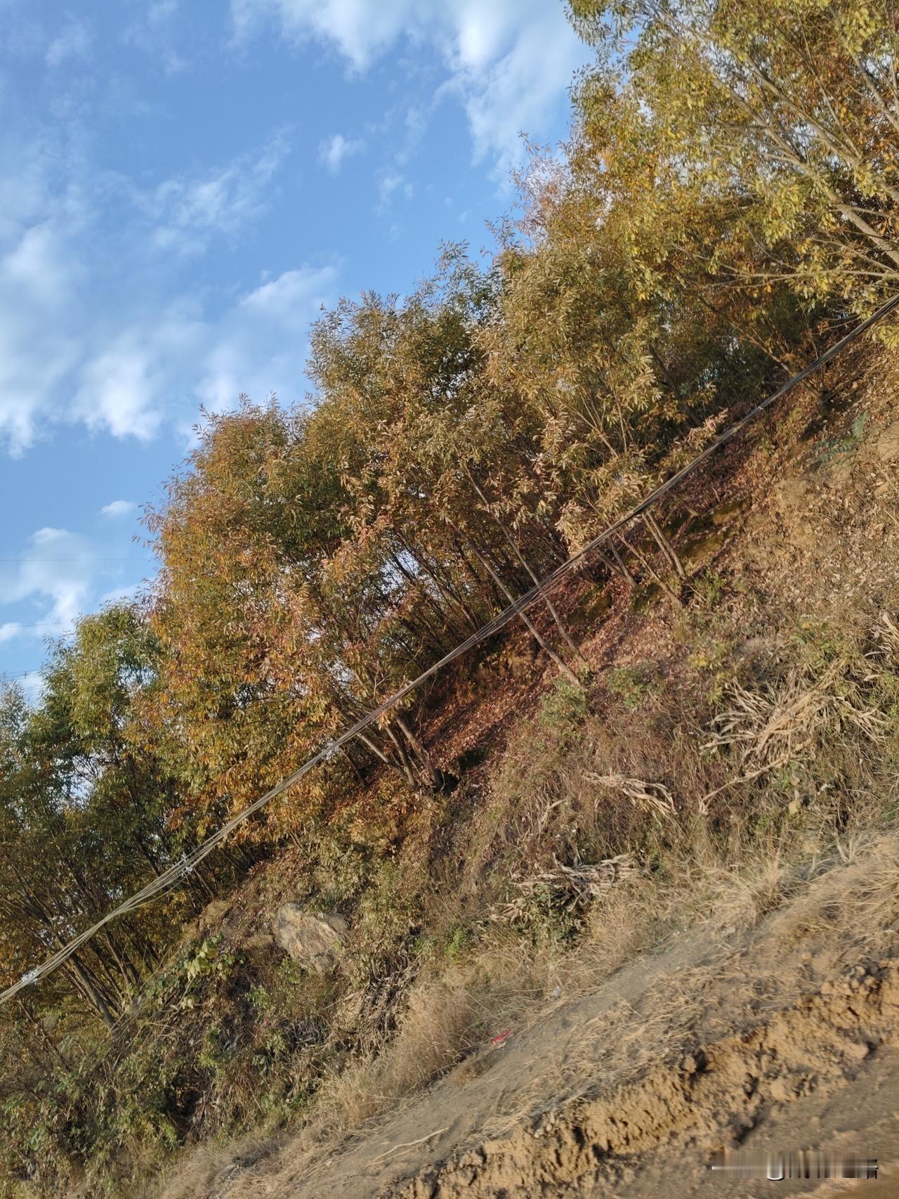 今天爬山可算赚着了！刚拐上土坡，一抬头就撞进这好景色里——天是透亮的蓝，云像揉碎