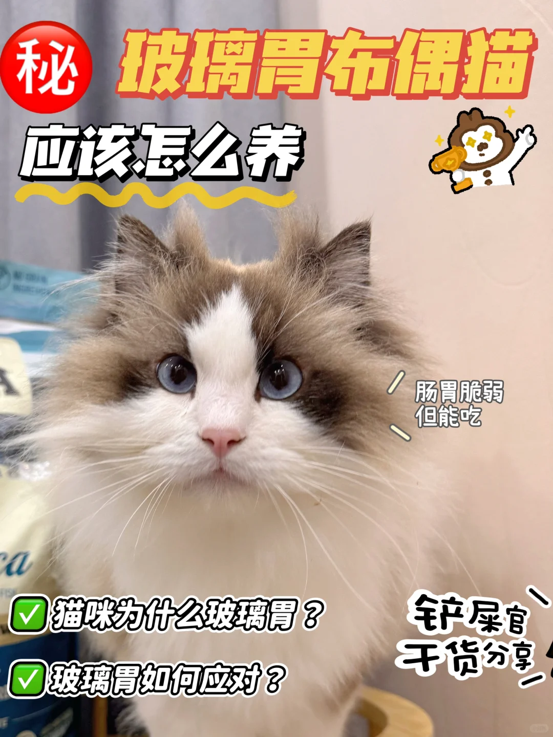 玻璃胃的布偶不好养？这简直危言耸听