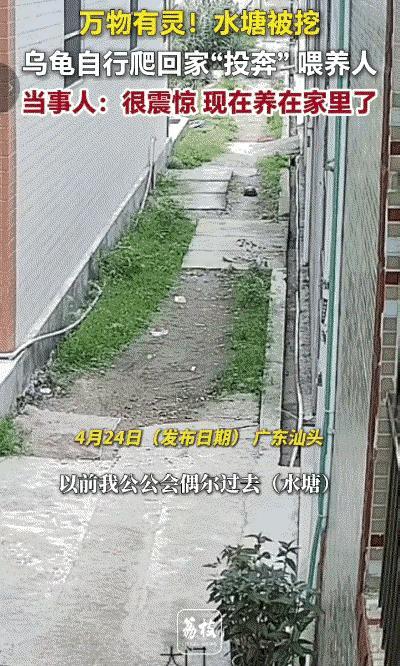 汕头乌龟寻投喂老人暖心纪实
 
科学都解释不清了。
近日，广东汕头一只野生乌龟从