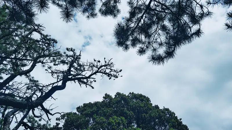 上联：江山不老。诚邀下联？松柏长青