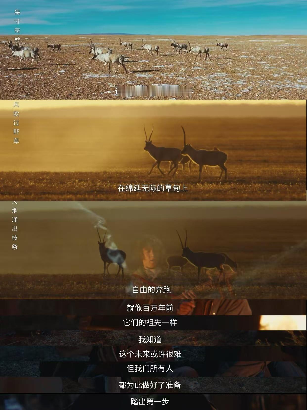 我的生命树DNA在青海动了看了生命树人在工位心在青海 看完《生命树》直接被青海治