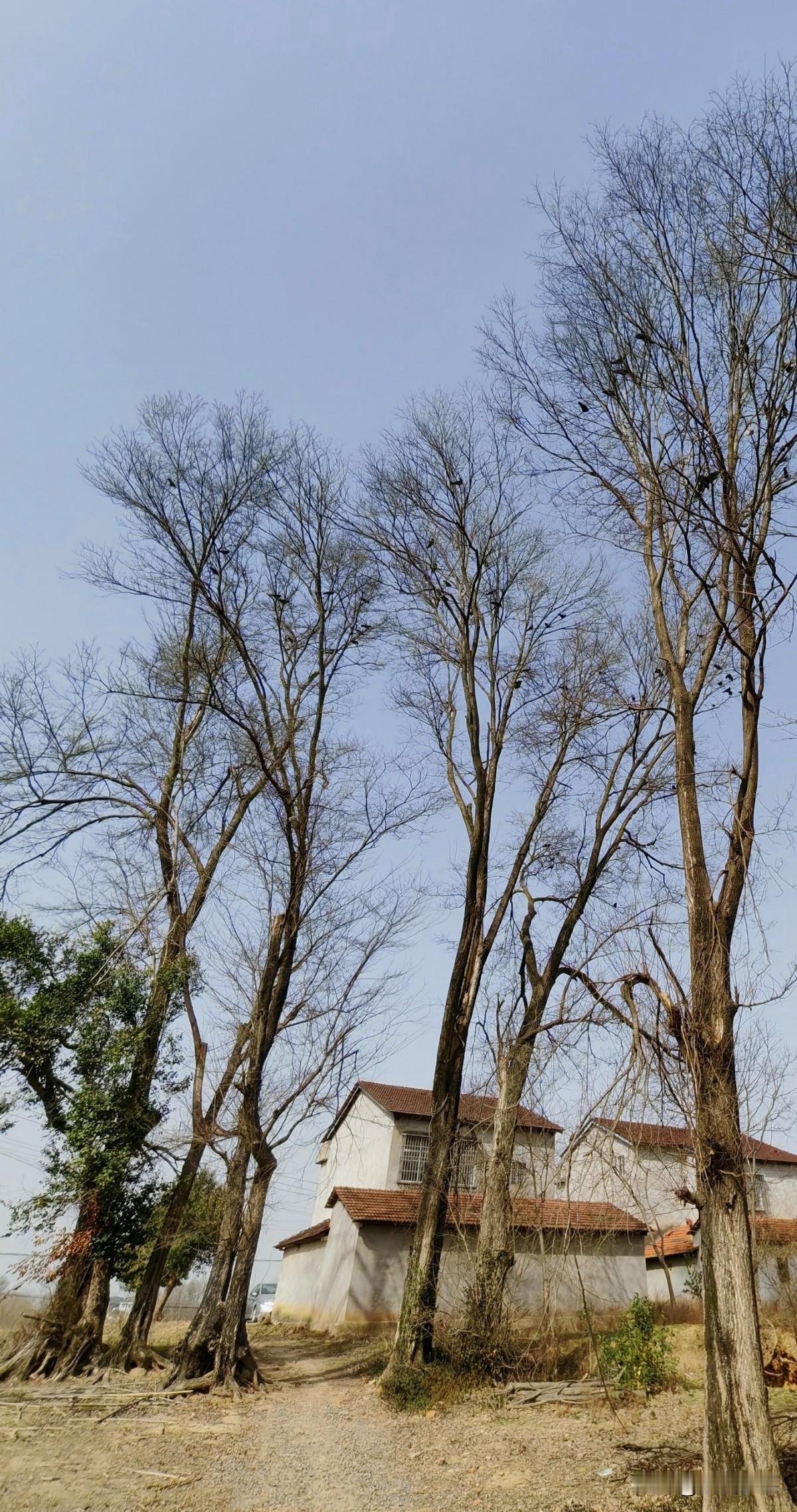春节回乡偶记
马年正月初七回老家，所见所闻吟诗一首。
 
久别归来到老家，
门前