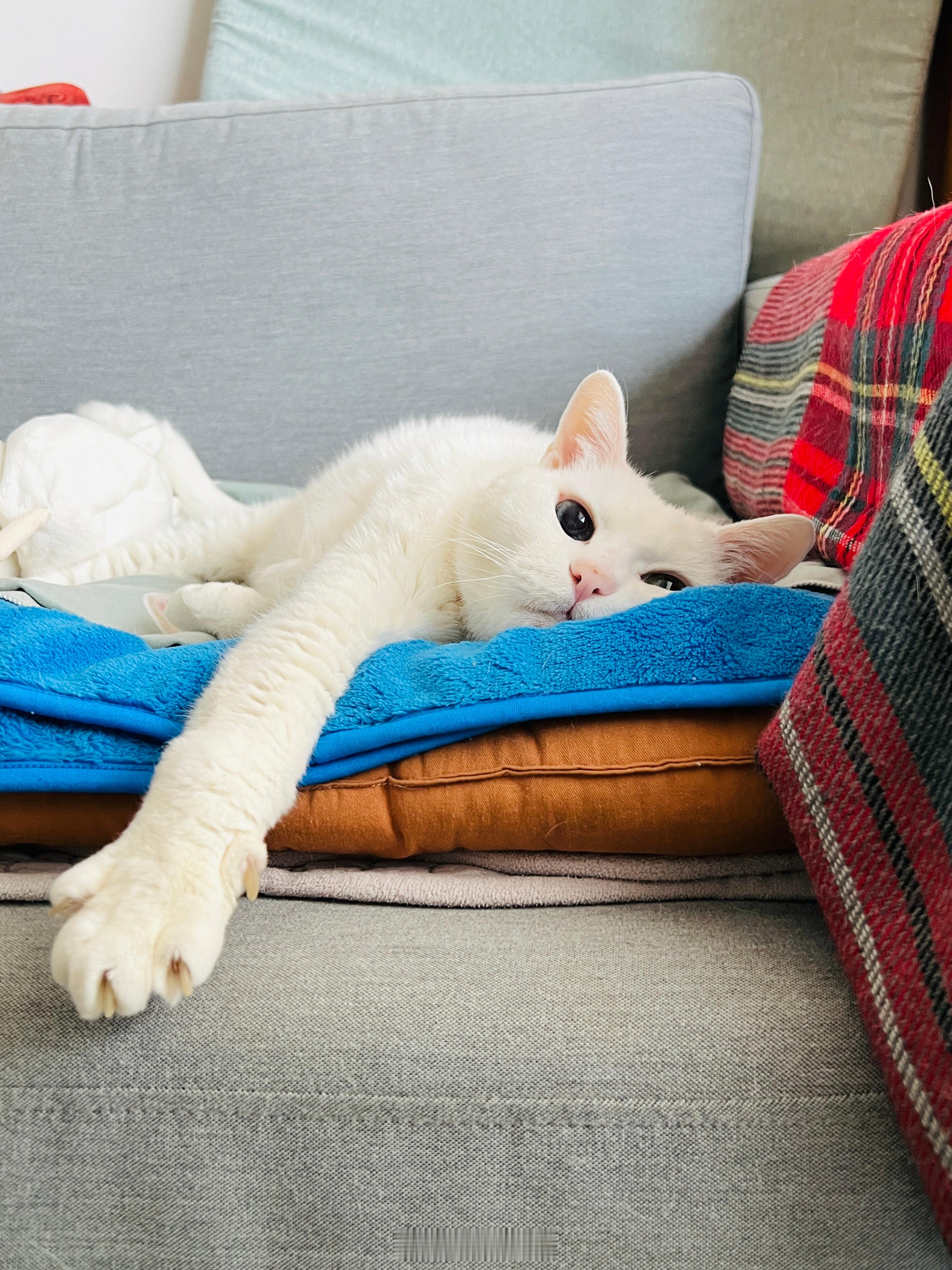 吉度可愛☺️ ​​​