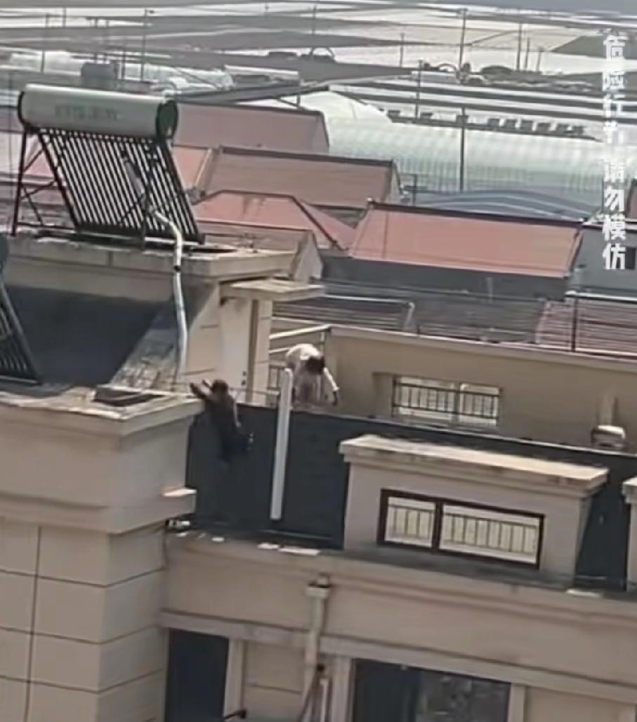 三声吼了救了两条命！3月15日，河北玉田，一处居民楼的楼顶边缘，发生了惊险一幕：