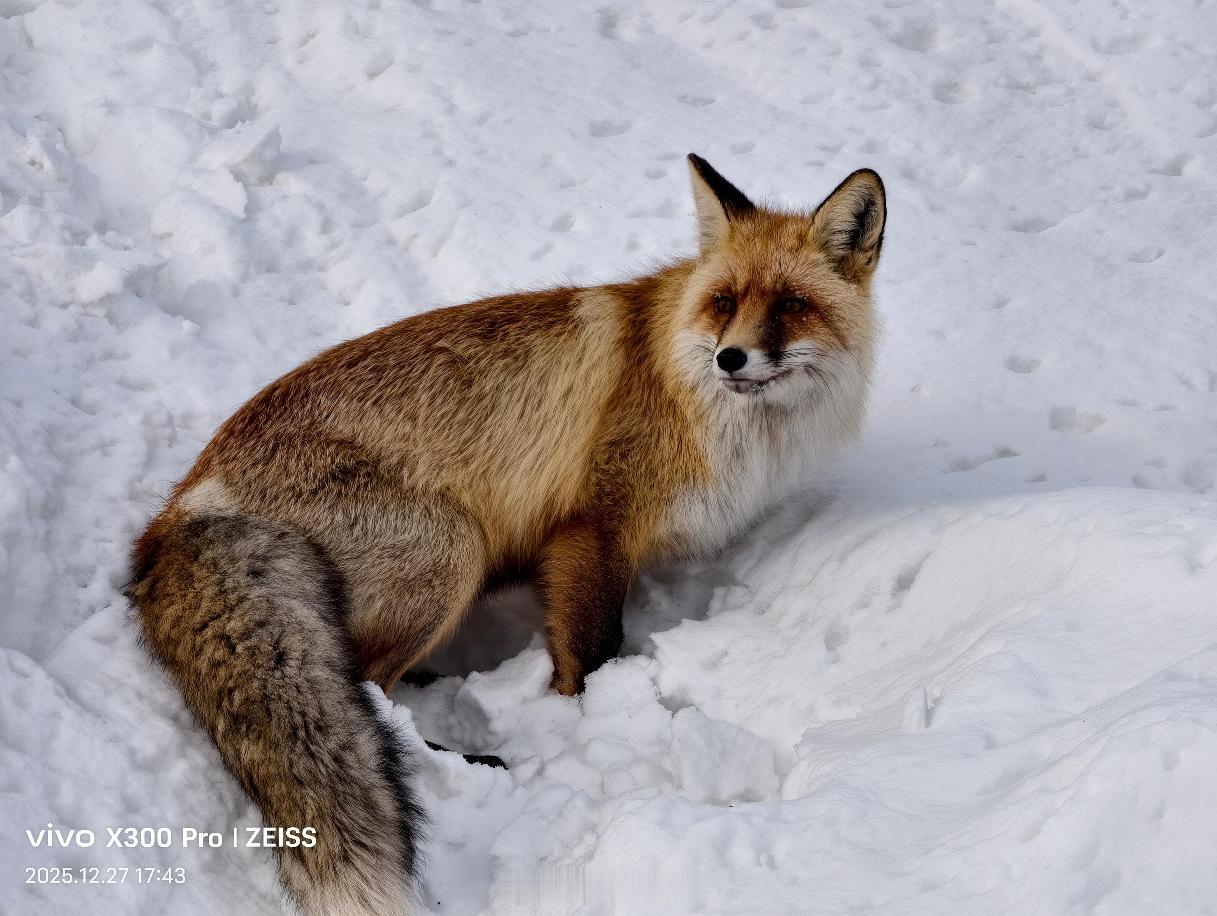 阿勒泰的路上，看到了一对野生狐狸夫妻，这也是第一次见到野生的狐狸！不知道修炼成精