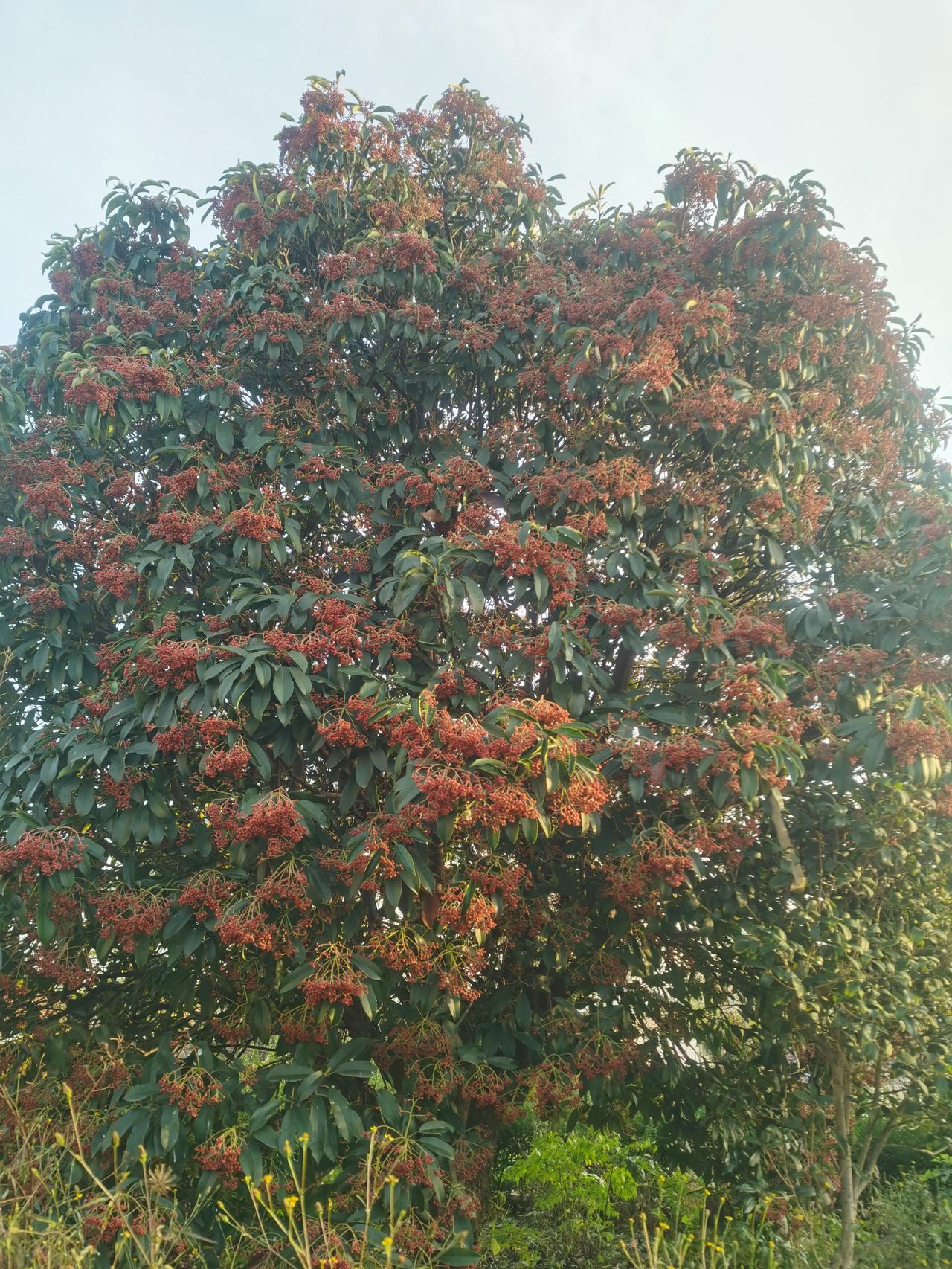 我站在这棵树前，看它把满枝的红果酿成了秋天的蜜。叶片是深绿的绒毯，接住阳光漏下的