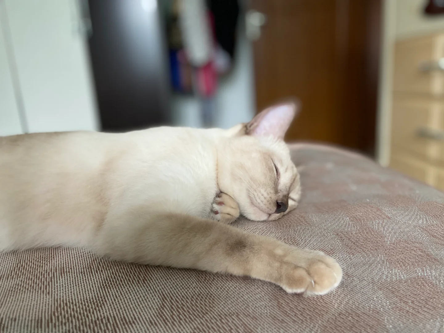 夏天小猫咪要睡凉席噜