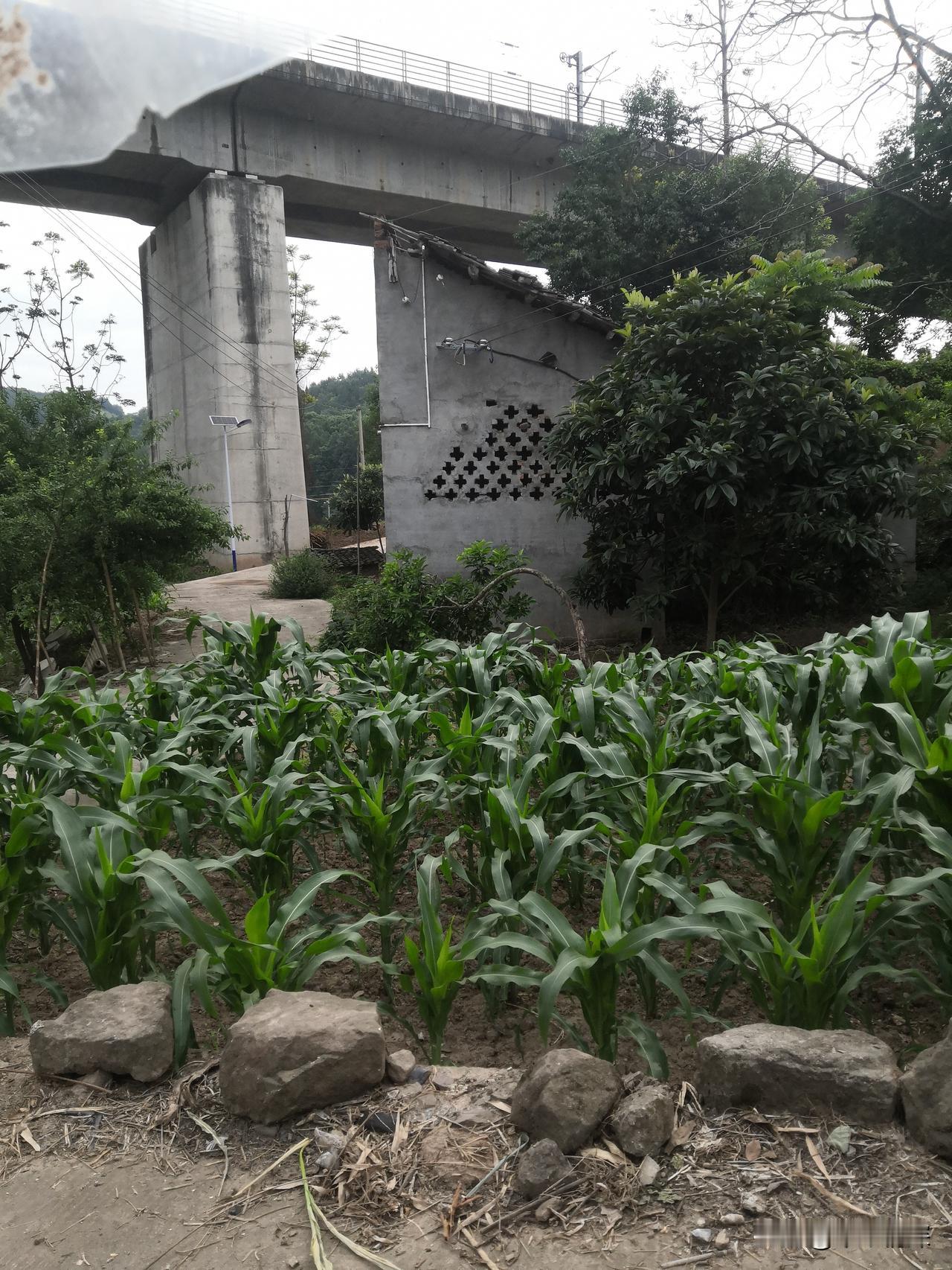 2026年6月5日，去赶场中江县梓潼乡， 其实去梓潼乡，要过铁路的，现在主要就是