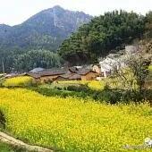 农村实拍