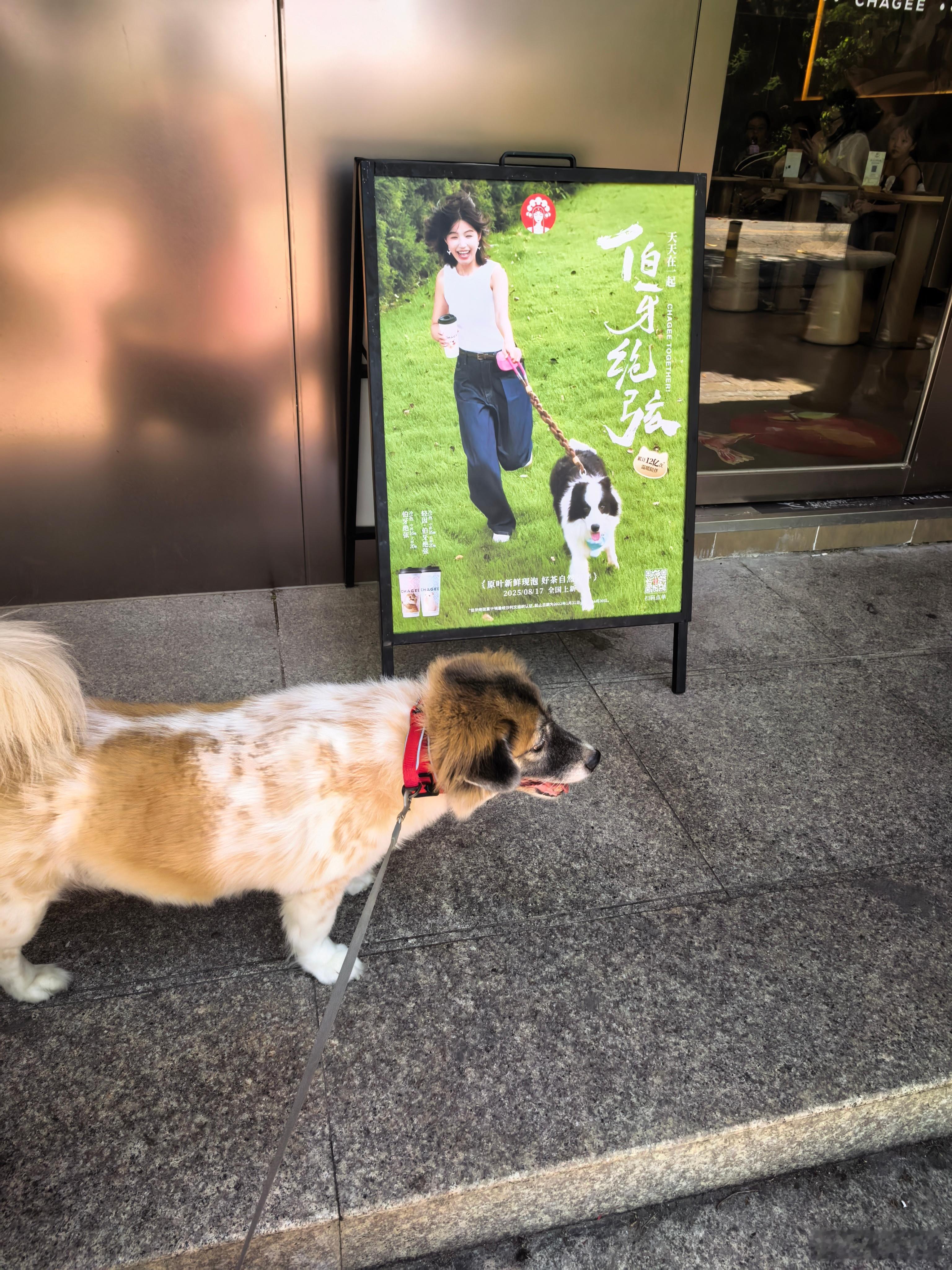 今天带狗子去学校去做驱虫，不得不说，学校里就有动物医院对于养狗的人来说实在是太方