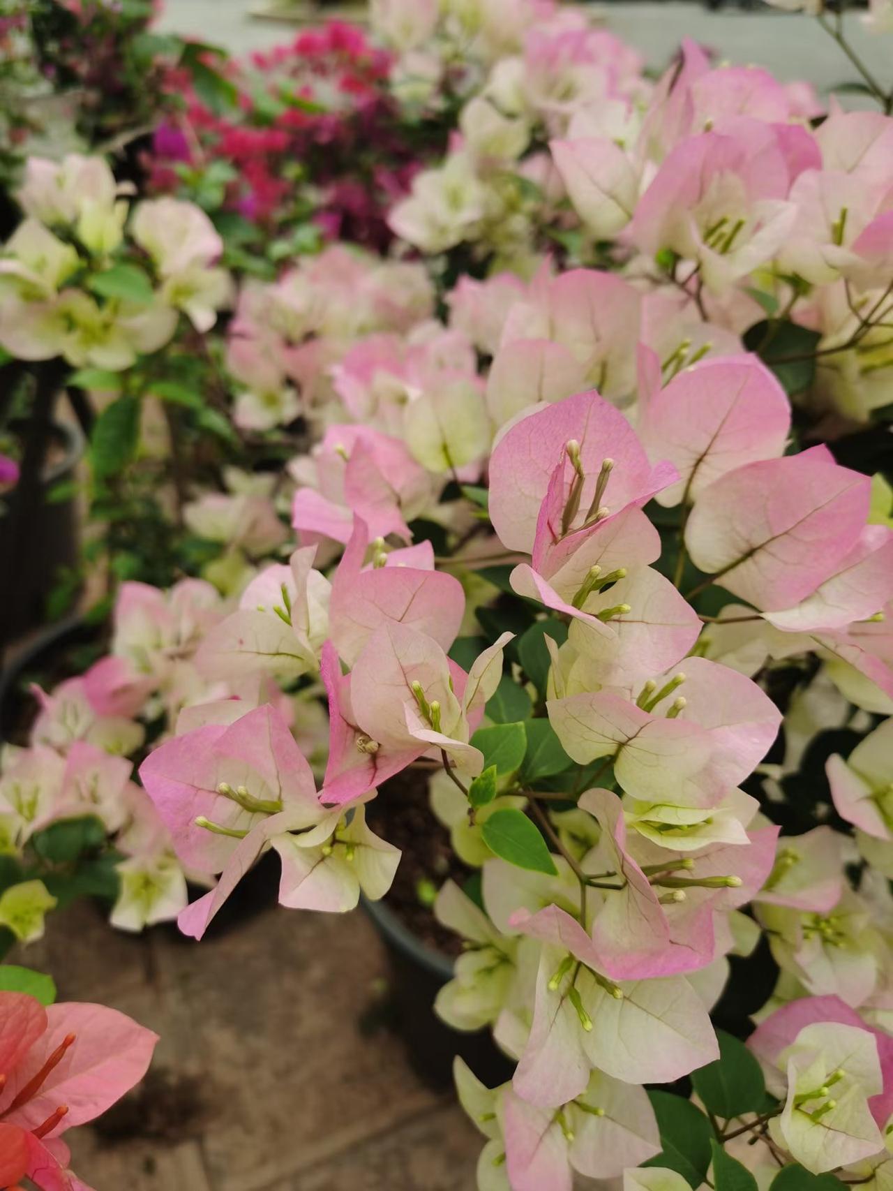 苍山公园（十四）