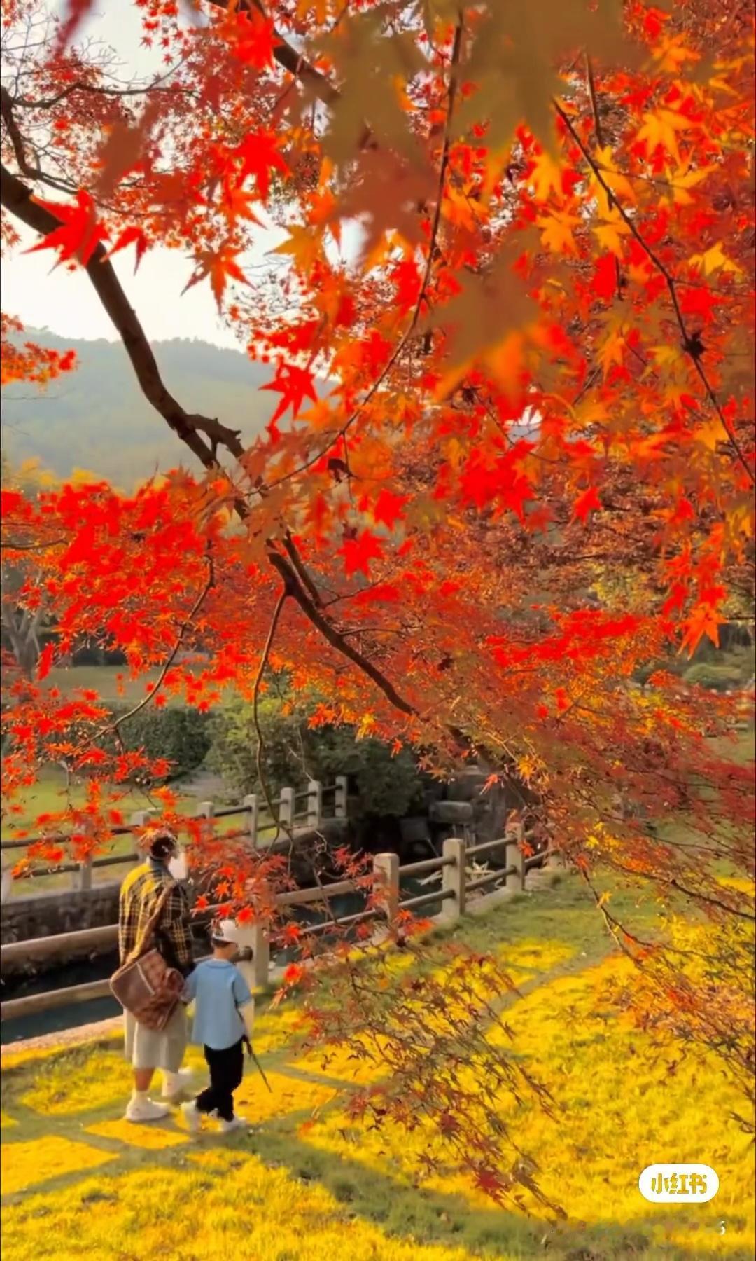 苏州的红叶哪是秋天的过客，分明是中国风审美的活标本。天平山那120多棵420年的