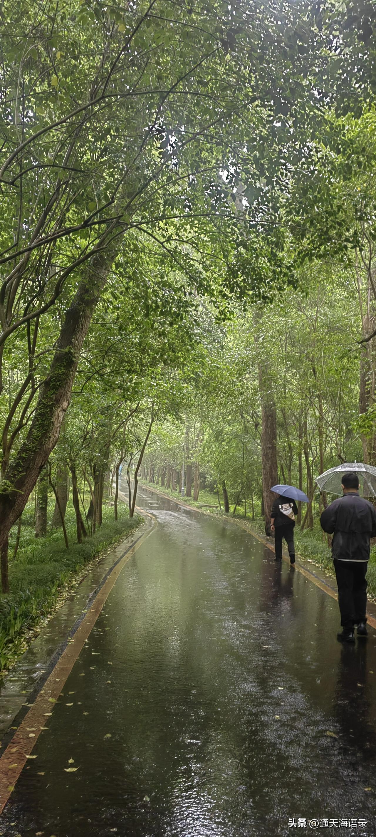 晒图笔记大赛雨中，顺着略陡的柏油马路，顺路而下。远远望去，两边树木葱茏。在雨中格