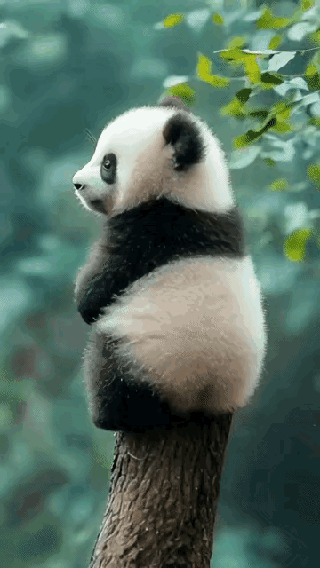 #分享一张你最喜欢的熊猫照片#