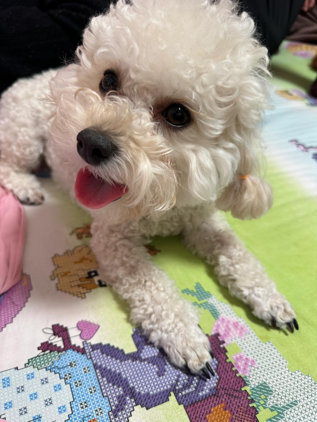 狗和狗之间也懂规矩，在怎么喜欢的玩具也不越雷池一步，就在旁边乖乖的等着，一个玩具