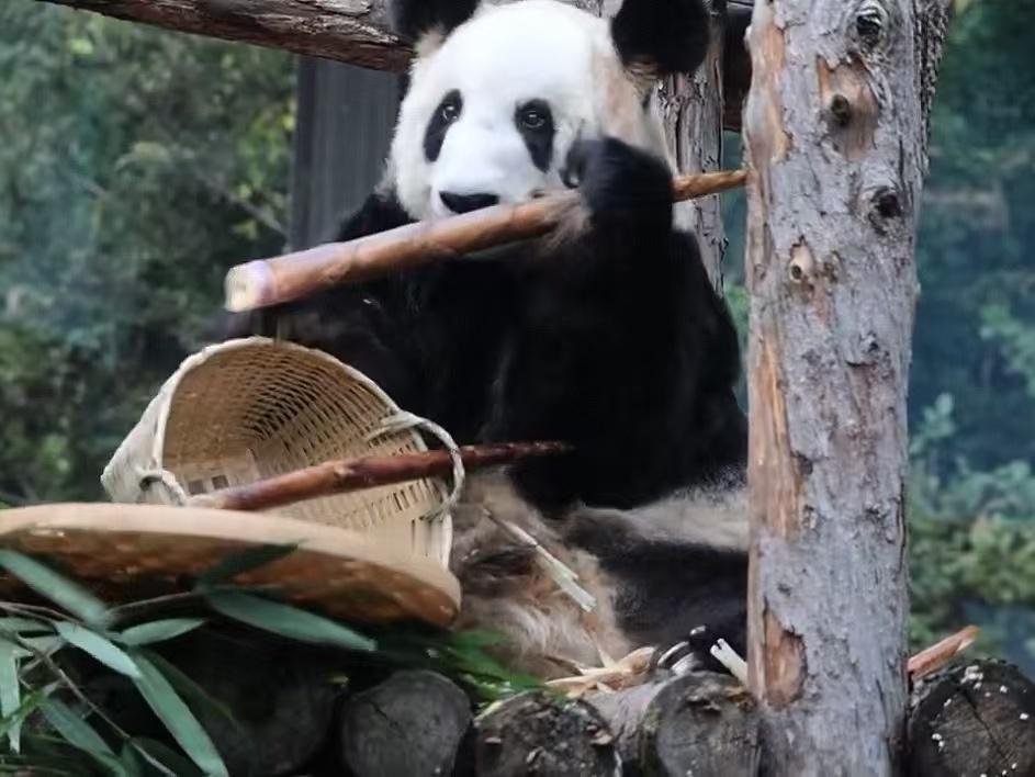 冬季美味的筝笋吃起，又到周五丫丫炫笋的时刻……