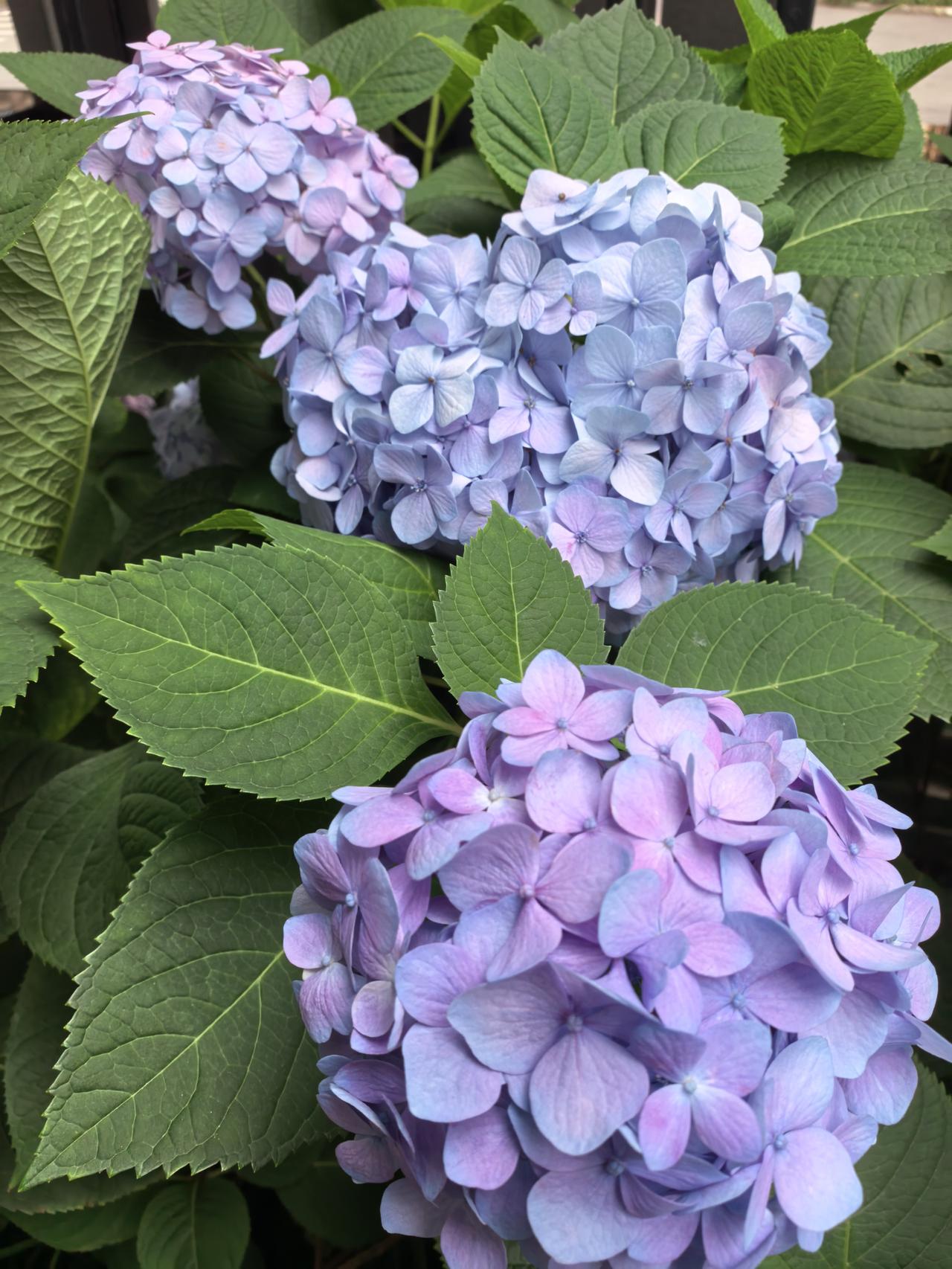 华能蒙电A股今日走势情况及展望

一、核心行情：电力板块强势，6天4板

6月1