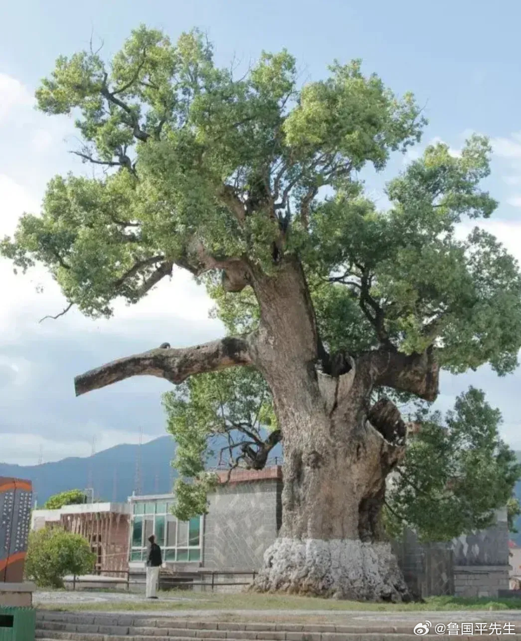 “居住的房子或者村子或小区周围，没有高大的树木，就不会出大人物。”这是我在一本书