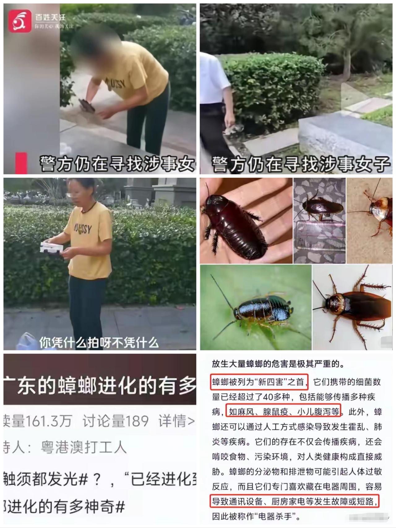 “坏到骨头里！”廊坊一女子偷偷在小区绿化带放生三大盒蟑螂，密密麻麻的害虫四处乱窜