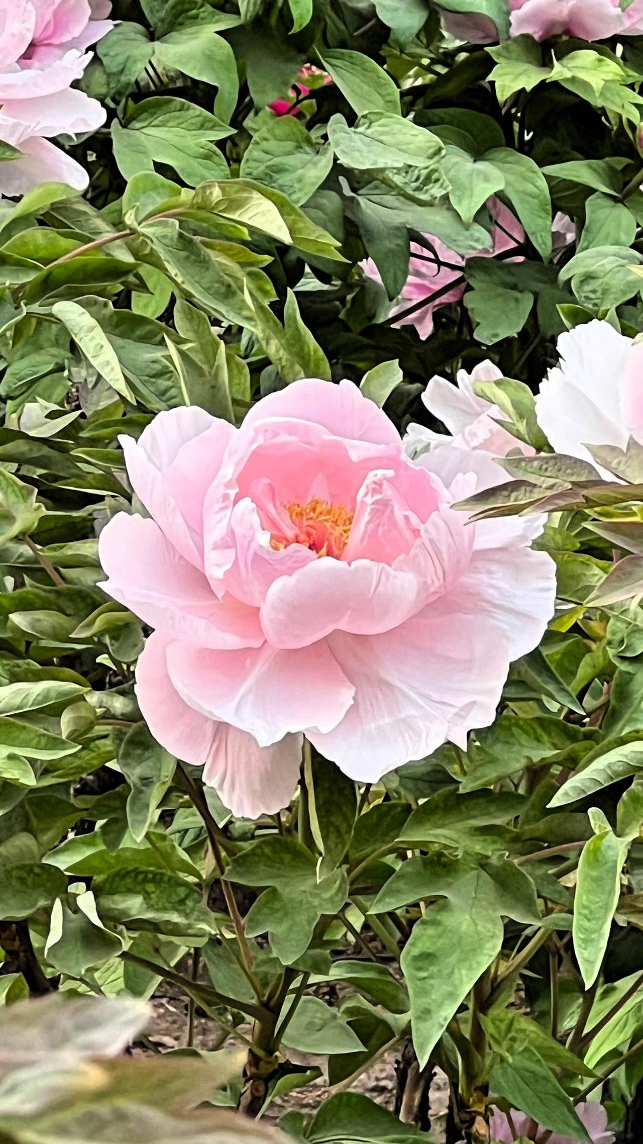 春日赏花：粉嫩的花朵，绽放在绿叶之间，美不胜收！