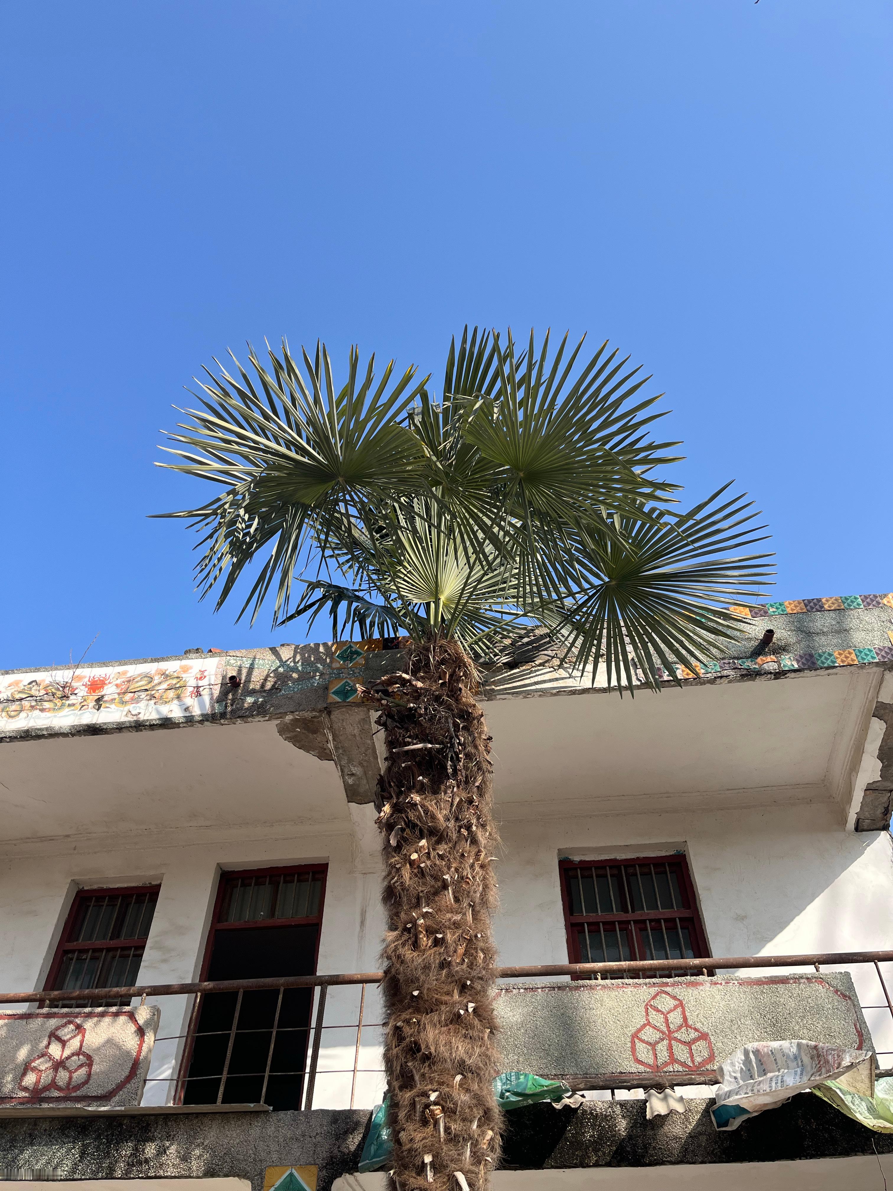 我老家院子里的扇叶棕榈，有20多年树龄，具体多少年我爸妈也记不清了，旁边是与它同