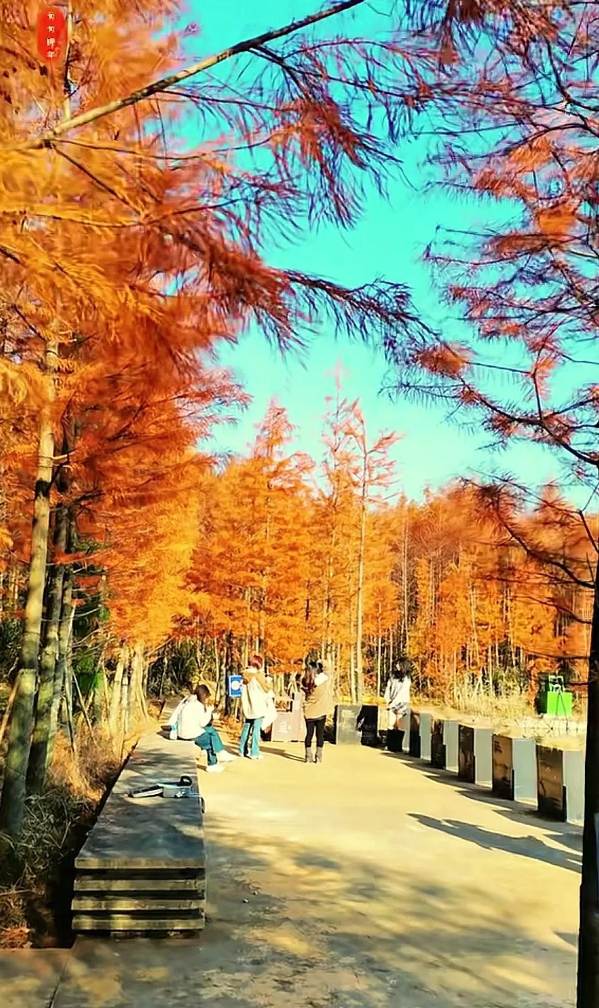 秋意渐浓，红叶如火，漫步林间，心旷神怡。🍂🍁🍂公园秋季美景 美丽的枫景 身